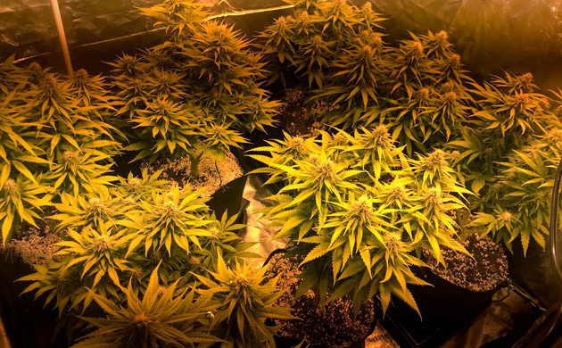 Развитие куста на 12 неделе выращивания Рост шишек и наполнение смолой и терпенами