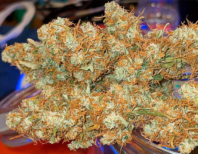 Сухой урожай конопли Шишки с ярко оранжевыми пестиками