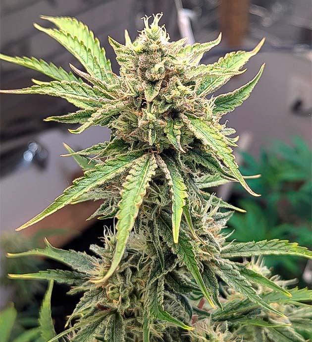 Куст Peach Crescendo Auto RF3 на 11 неделе развития