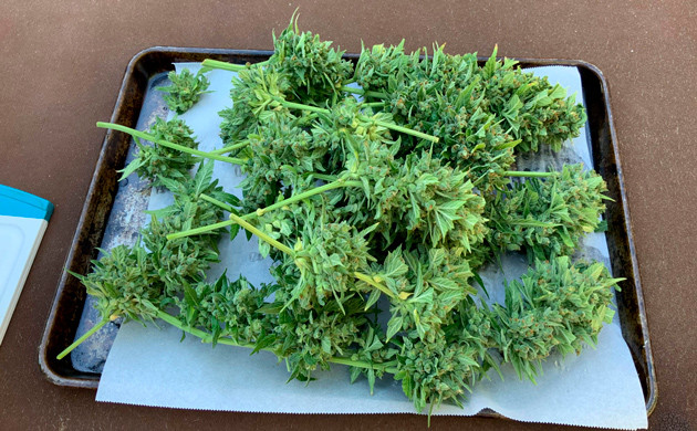 Полученный урожай Срезанные ветви Bruce Banner Auto