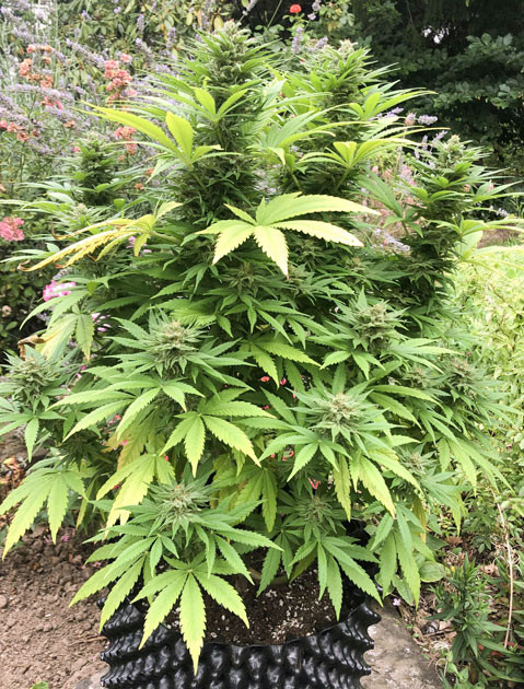 Atomical Haze продолжает развиваться Усиленная подкормка для урожая Atomical Haze