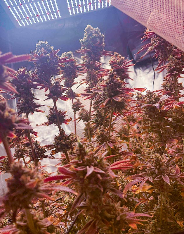 Последняя неделя перед харвестом Куст конопли перед харвестом