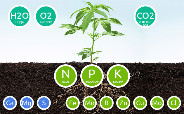 Необходимые элементы для вегетативной стадии Важнейшие вещества для развития конопли