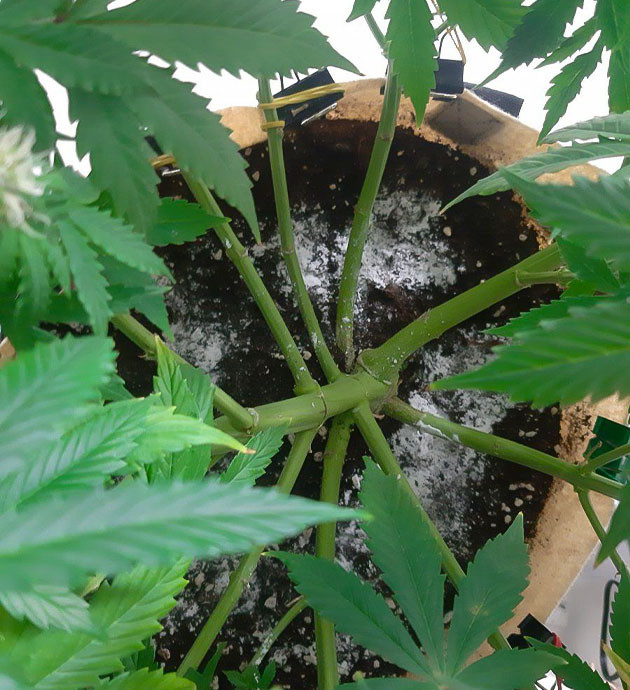 Проблемы с питанием Critical Orange Punch Auto Полив Critical Orange Punch Auto