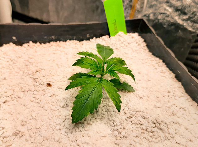 Индорное выращивание сорта Tashkenti Auto Растение Tashkenti Auto на 2 неделе выращивания