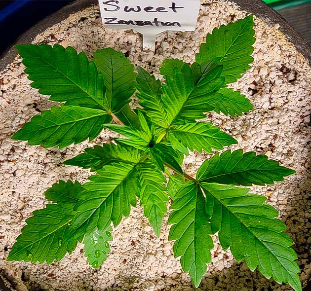 Росток Sweet Zenzation XL Auto от Sweet Seeds на 2 неделе