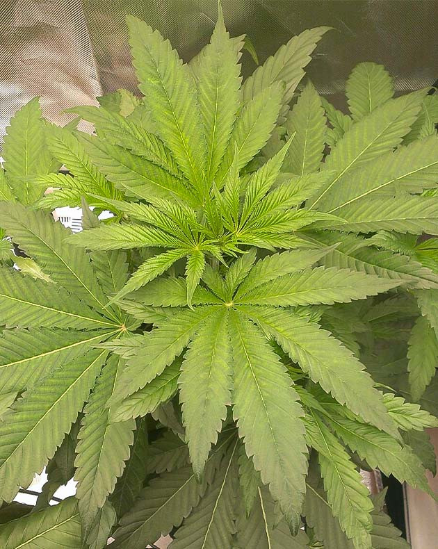 Один из листочков наполовину светло зеленого цвета