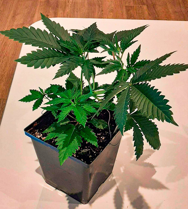 Методы тренировок топпинг и LST Куст Bruce Banner от Семяныч на 4 неделе выращивания