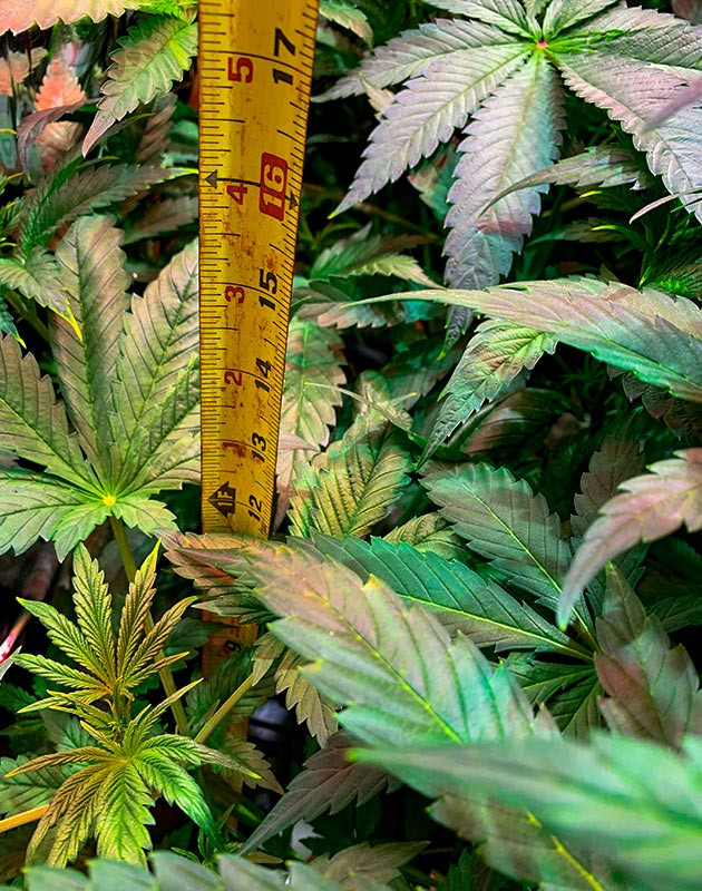 Применение техники топпинга на 4 неделе выращивания Рост куста конопли 30,48 см на 4 неделе выращивания