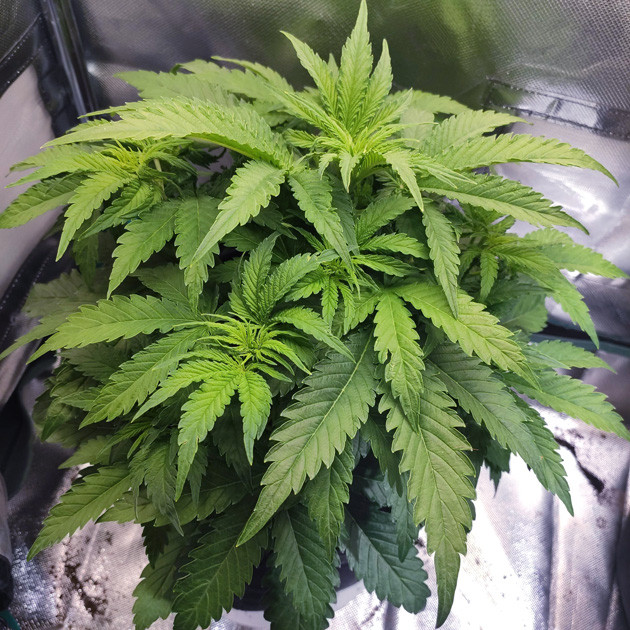 Дефолиация на 4 неделе выращивания Рост Auto White Widow на 4 неделе выращивания 20 см