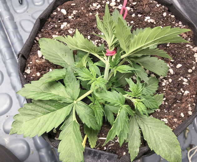 Тренировка Pink Rozay Auto по технике LST Полив и удобрения Pink Rozay Auto