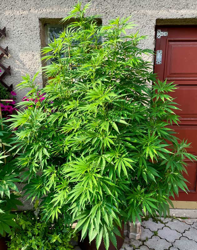 Подготовка куста Bruce Banner #3 к цветению Стимуляция цветения сорта Bruce Banner #3