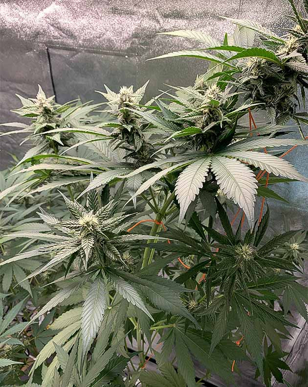 Цветение куста Purple Lemonade Auto Куст Purple Lemonade Auto на цветении