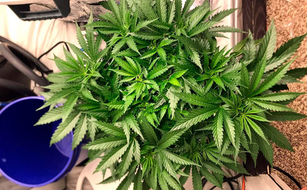 Обработка куста маслом Нима и медным фунгицидом Густые листья куста