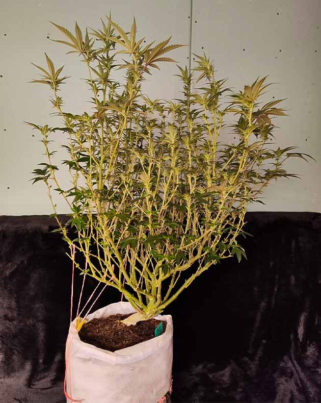 Выращивание сорта конопли Dozy Doz Гроурепорт сорта Dozy Doz