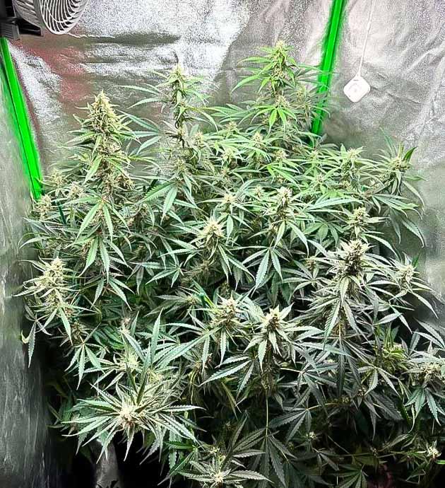 Легкая дефолиация марихуаны Рост конопли 105 см