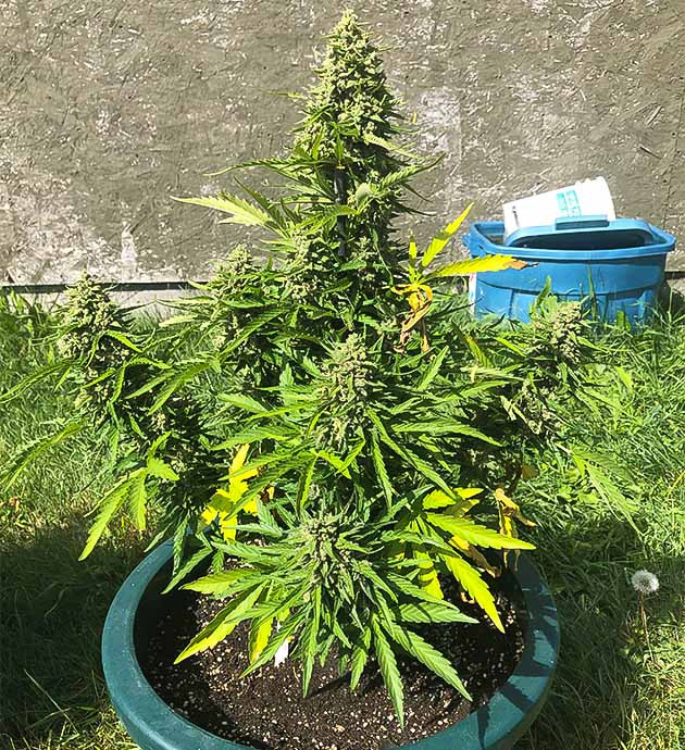 Предхарвест кустов Original Jack Herer Auto Сбор урожая с куста Original Jack Herer Auto