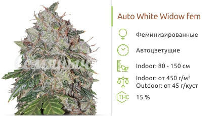 Сорт марихуаны Auto White Widow Auto White Widow от Pyramid Seeds