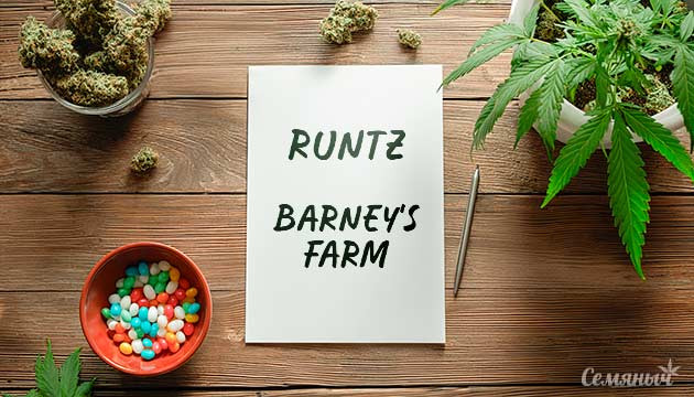 Выращивание сорта марихуаны Runtz от Barney’s Farm Гроурепорт сорта Runtz от Barney’s Farm