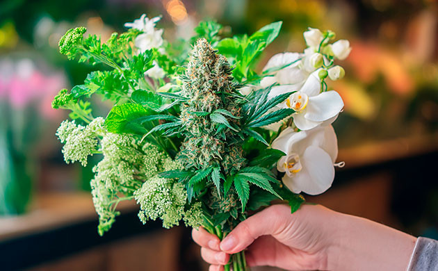 Оцимен и его целебные свойства Терпен оцимен