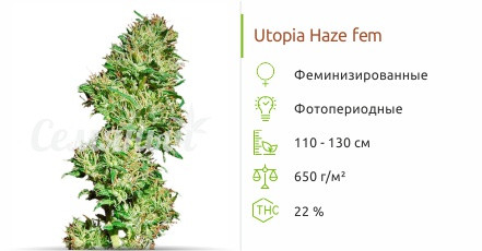 Сорт конопли Utopia Haze Utopia Haze от Barney's Farm