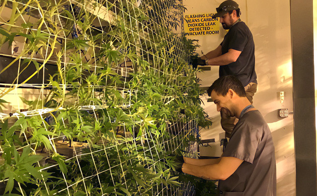 Вертикальное выращивание конопли Горшки каннабиса расположенные вдоль стены