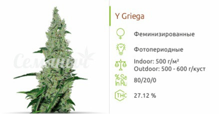 Сорт марихуаны Y Griega Y Griega от Medical Seeds