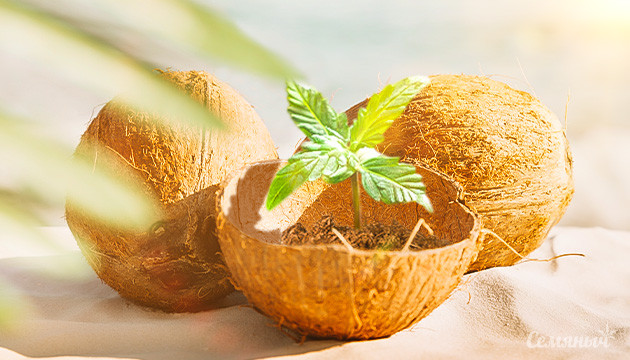 Буферизация кокосового субстрата для конопли Свойства кокосового субстрата, подходящие для каннабиса