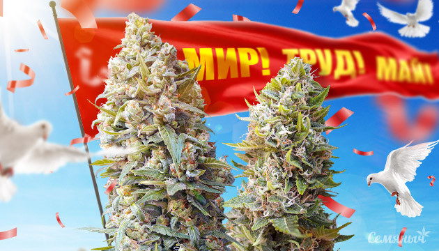 Сативные сорта к 1 мая Мир труд май