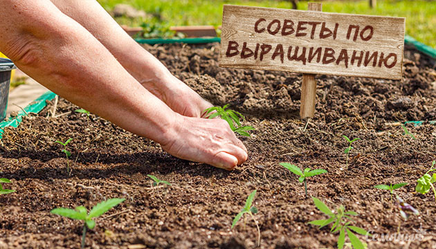 Советы по выращиванию каннабиса весной Как выращивать коноплю весной