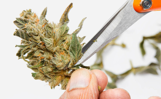 Преимущества и недостатки сухого тримминга