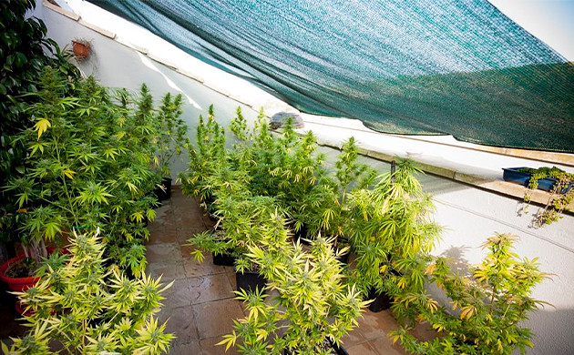 Создание тени во избежание прямых солнечных лучей Затеняющая сетка над кустами конопли