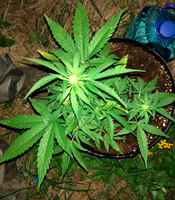 Начало стадии цветения 7 неделя выращивания Pineapple Express auto