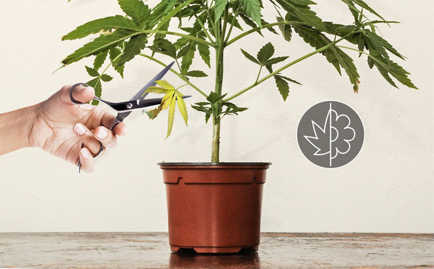 Дефолиация марихуаны во время вегетации Дефолиация конопли во время вегетации