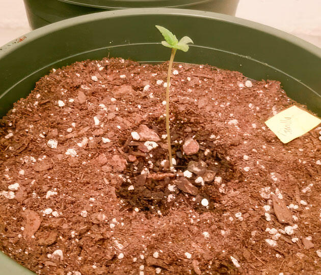 Начальная стадия выращивания марихуаны Росток на 1 неделе выращивания