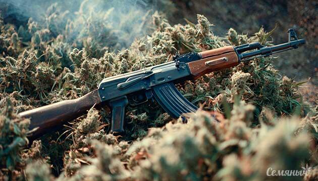 AK-48: почему культовый сорт остается лучшим спустя десятилетия Подробнее о сорте конопли AK-48