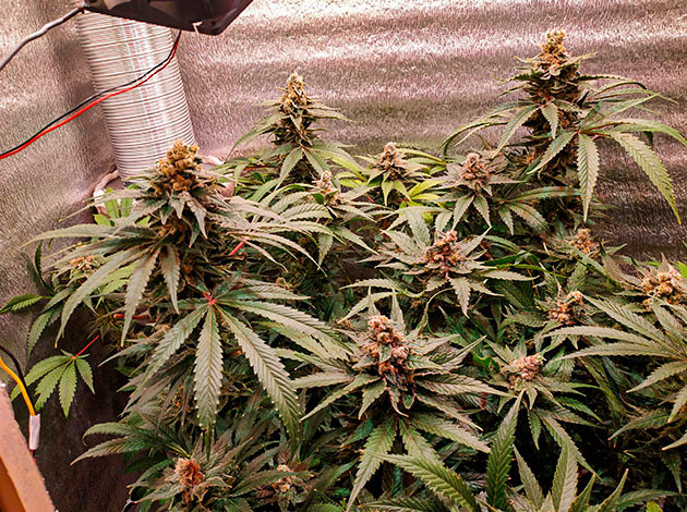 Проблемы с сильным запахом на цветении Цветущий куст LSD