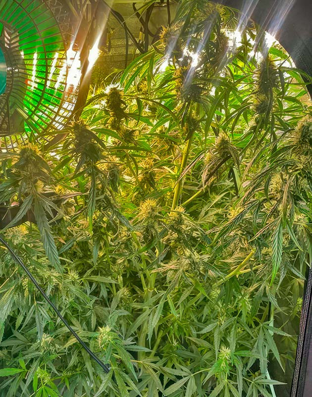 10 неделя выращивания конопли Активный рост каннабиса