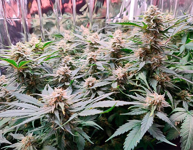 Ожог листьев конопли 10 неделя выращивания сорта Gelato Auto