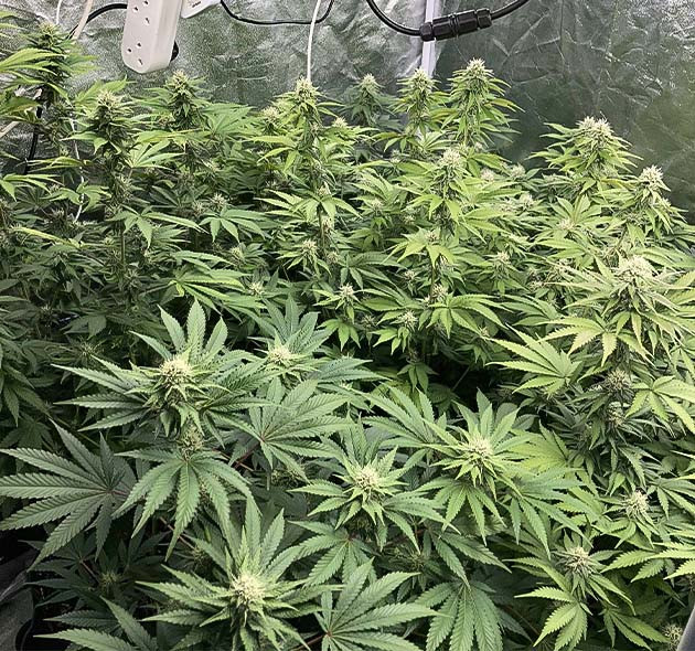 Кусты на 11 неделе выращивания Куст конопли Liberty Haze на 11 неделе выращивания