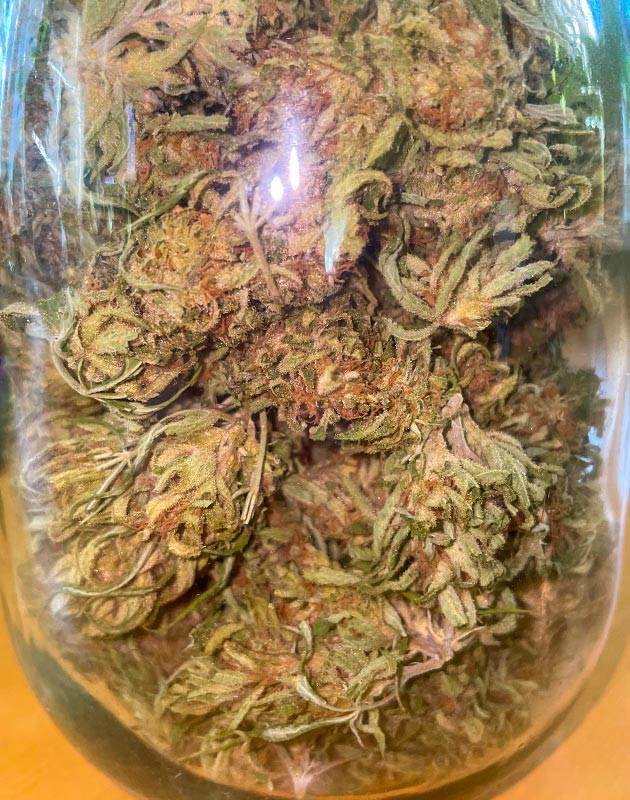 Итоги выращивания конопли Bruce Banner #3 Впечатления от сорта Bruce Banner #3