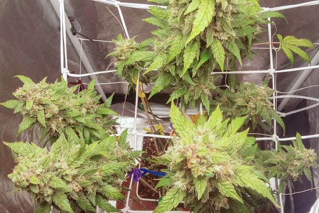 Начало промывки марихуаны Куст Critical XXL Auto на последней неделе выращивания