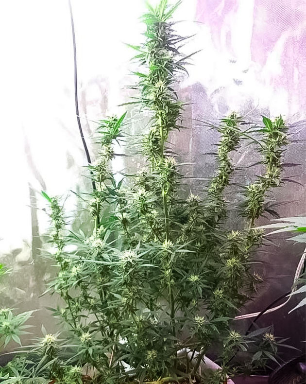Активный рост каннабиса 14 неделя роста марихуаны
