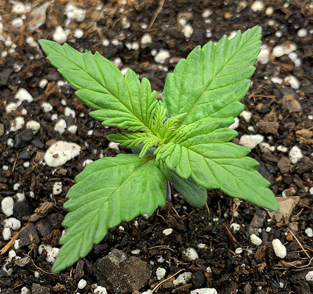 Первая неделя стадии вегетации Формирование новых этажей листьев