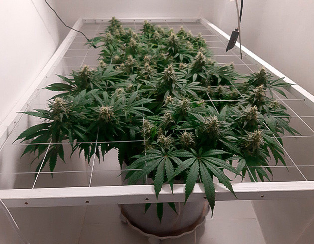 Регулировка питательных веществ на цветении Проблемы с питанием у Glue Sherbet