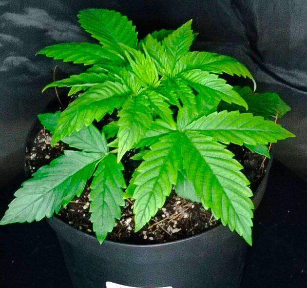 Jealousy Kush на стадии вегетации Растишка Jealousy Kush на 2 неделе выращивания