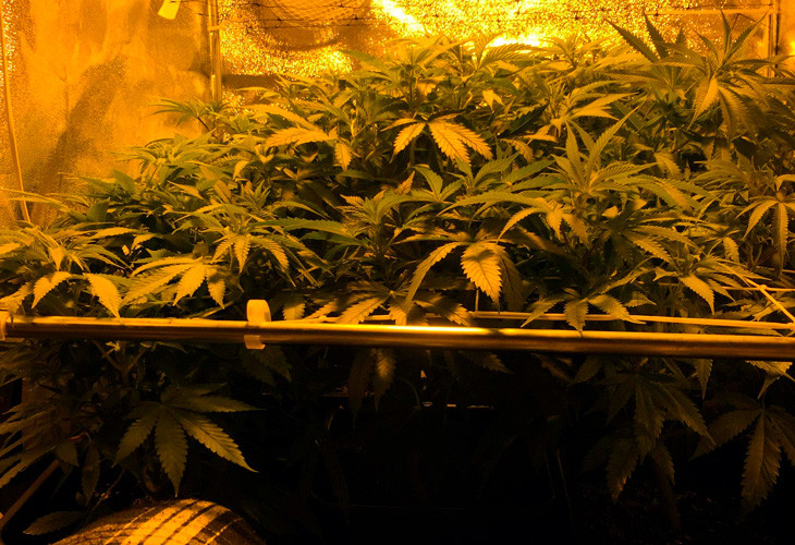 Установка дополнительной скрог сетки Кусты LSD ростом 55 см