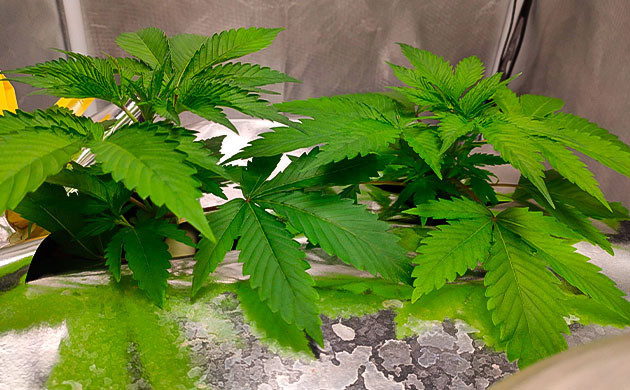Активный рост сорта Strawberry Amnesia 3 неделя роста конопли