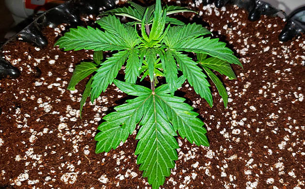 Формирование новых листьев на 3 неделе Росток в эйрпод горшке