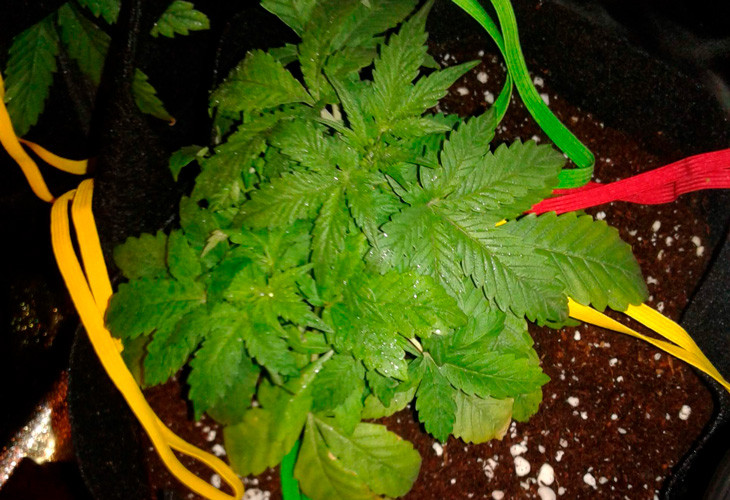 Рост марихуаны Scout Cookies auto на третьей неделе выращивания Куст конопли с ожогами на листьях от переизбытка удобрений